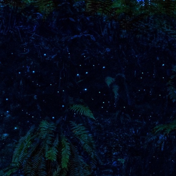 멜바 걸리에 있는 열대우림의 반딧불 © 그레이트 오션 로드 관광청