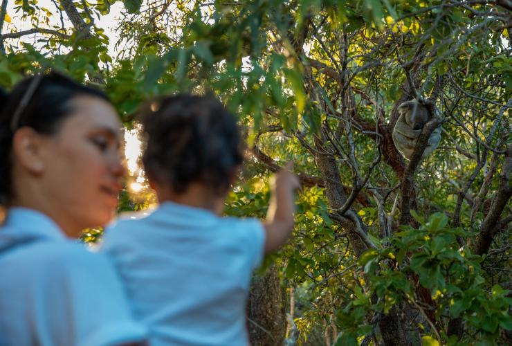 엄마와 아이가 마그네틱 아일랜드의 포츠 워크를 걸으며 나무 위에 있는 코알라를 바라보고 있는 모습, 퀸즐랜드 © 퀸즐랜드주 관광청