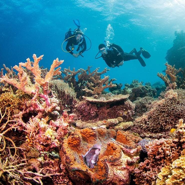 퀸즐랜드 그레이트 배리어 리프의 클램 가든즈에서 산호초를 따라 헤엄치는 2명의 스쿠버 다이버 © 퀸즐랜드주 관광청