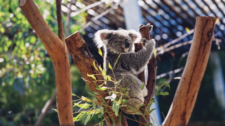 오스트레일리아 동물원, 선샤인 코스트, 퀸즐랜드 © 오스트레일리아 동물원