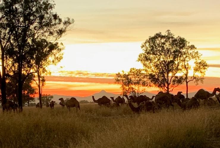 썸머 랜드 캐멀즈, 해리스빌, 퀸즐랜드 © 썸머 랜드 캐멀즈(Summer Land Camels)