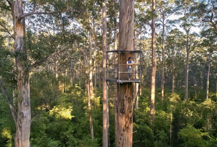 펨버튼의 글로체스터 나무 © 호주 남서부