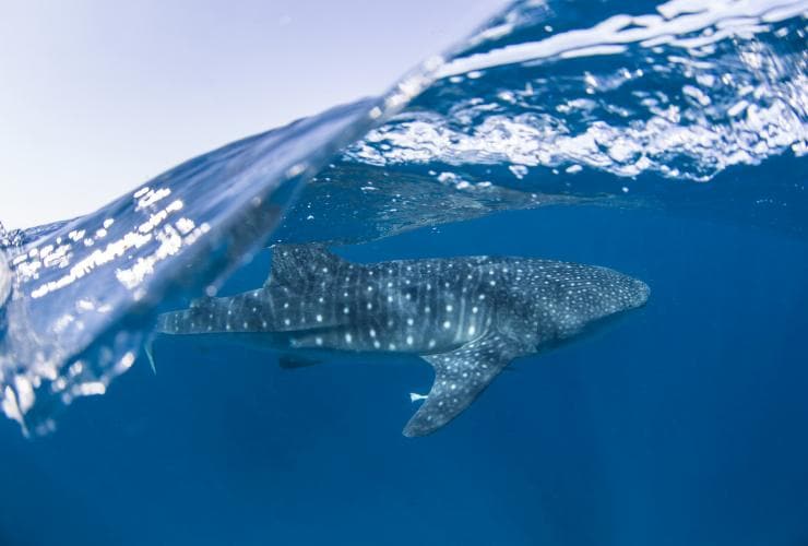 西澳珊瑚海岸寧格魯珊瑚礁的鯨鯊©Sean Scott