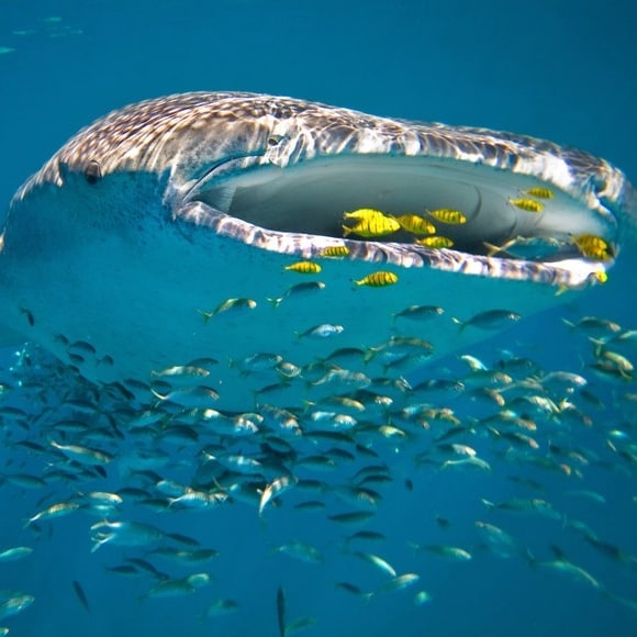 寧格魯珊瑚礁海中的鯨鯊©澳洲豪華旅館