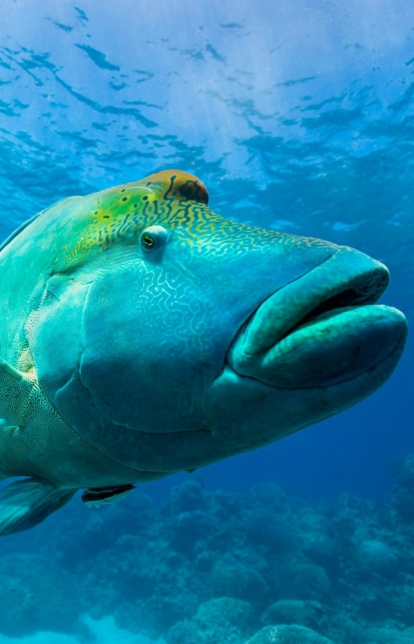 昆士蘭州大堡礁的曲紋唇魚©Andrew Watson