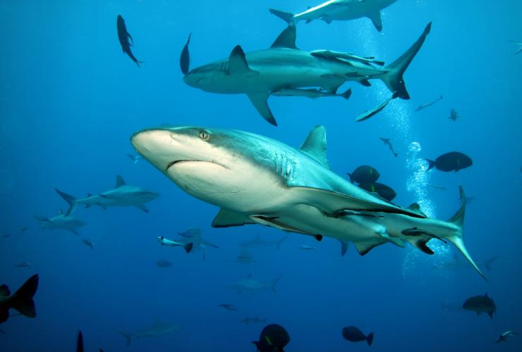 昆士蘭州大堡礁魚鷹礁的鯊魚©Deborah Dickson-Smith