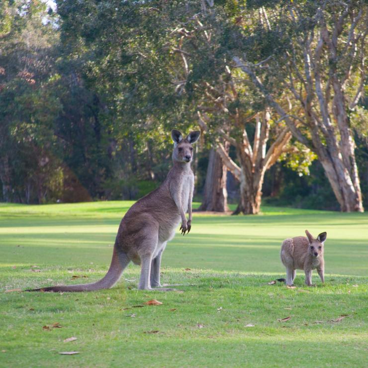 特旺汀努沙高爾夫球俱樂部草地上的袋鼠©Noosa Golf Club
