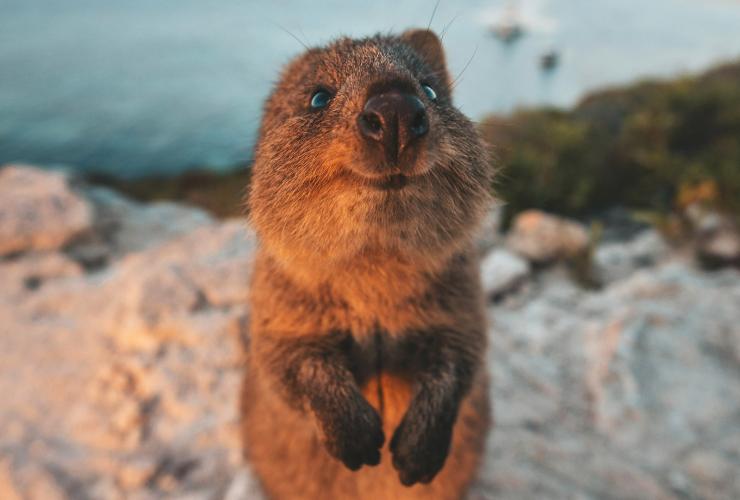 羅特尼斯島上的短尾矮袋鼠©James Vodicka