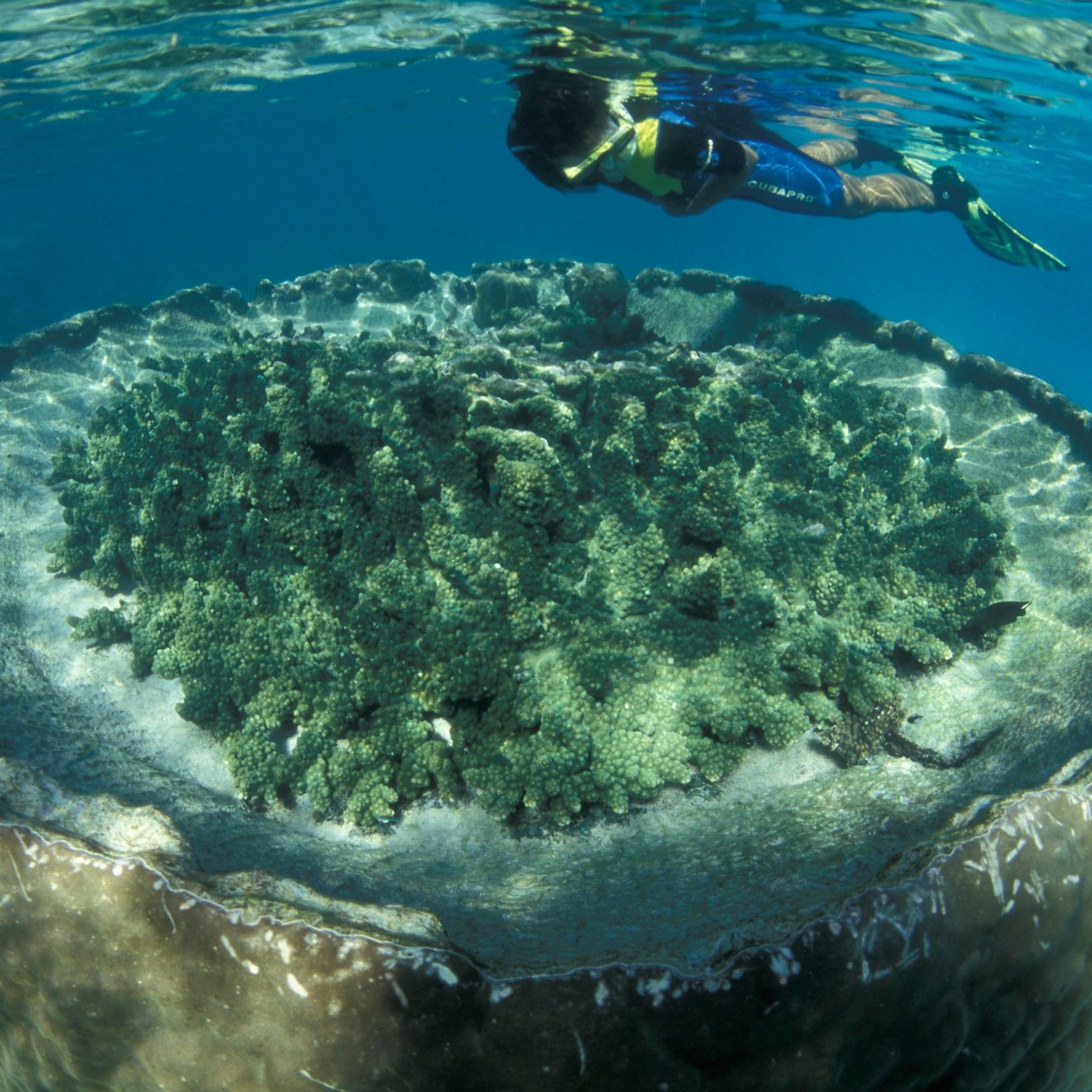 西澳州寧格魯珊瑚礁©薩爾薩利斯寧格魯珊瑚礁（Sal Salis Ningaloo Reef）