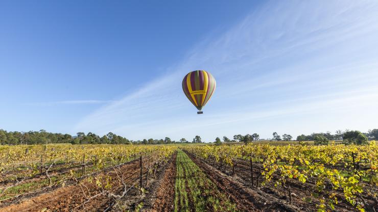 新南威爾士州獵人谷的樂浮熱氣球公司©Murray Vanderveer，新南威爾士州旅遊局