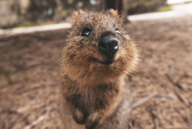 西澳州羅特尼斯島的微笑短尾矮袋鼠©James Vodicka
