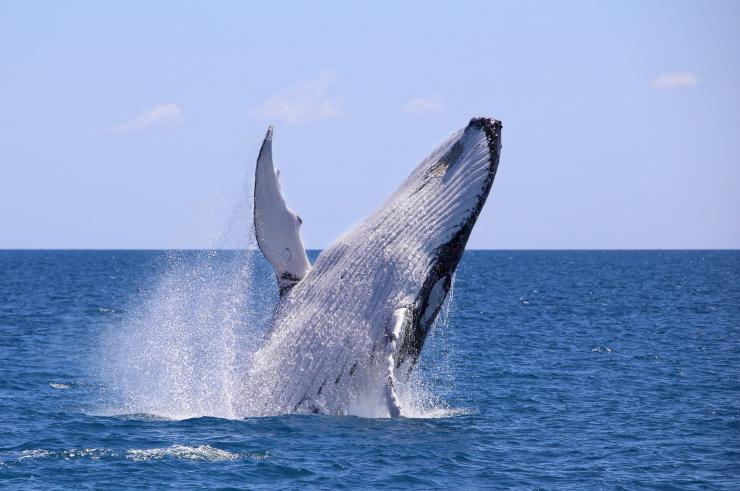 フレーザー島、ザトウクジラ © Tourism and Events Queensland