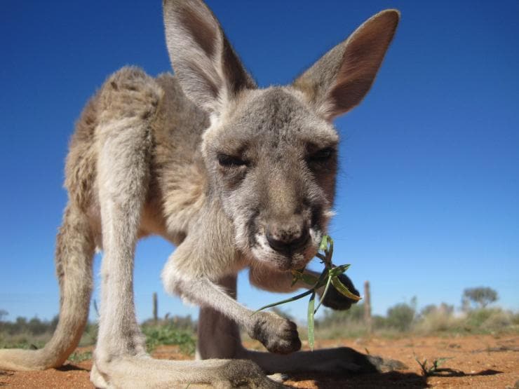 ノーザンテリトリー、アリス・スプリングス、カンガルー・サンクチュアリ、葉っぱを食むカンガルー © The Kangaroo Sanctuary