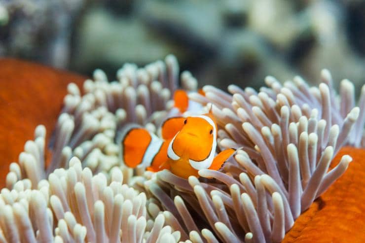 昆士蘭州大堡礁阿金考特礁的小丑魚©Andrew Watson