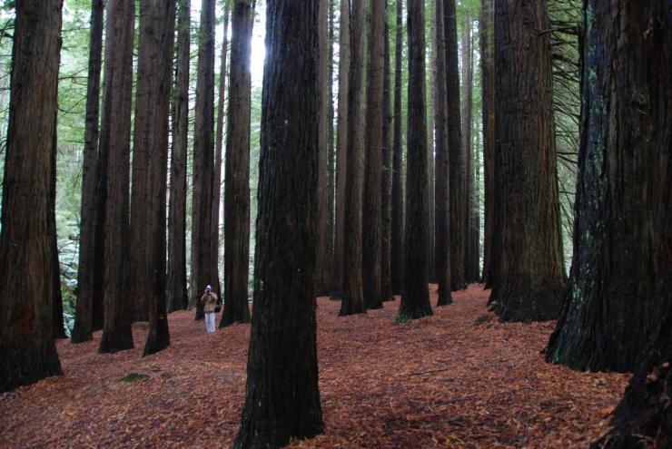 維多利亞州考雷克奧特（Colac-Otway）威艾爾谷（Aire Valley）的加州紅木（California Redwoods）©維多利亞旅遊局