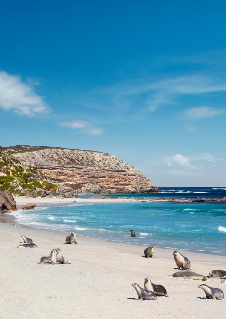 Sea lions at Seal Bay, Kangaroo Island © South Australian Tourism Commission