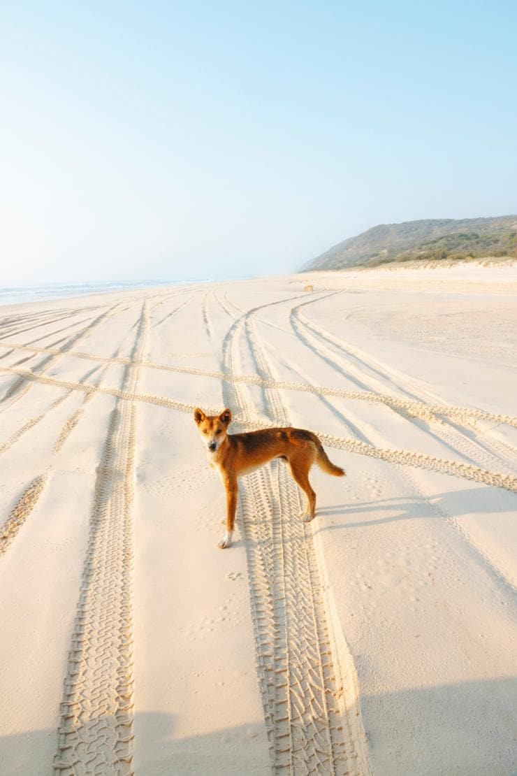 Dingo sur la plage de Fraser Island © Tourism and Events Queensland