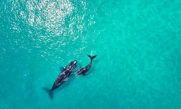 Vista aerea di una balena con il suo cucciolo nell'oceano © Australia's South West