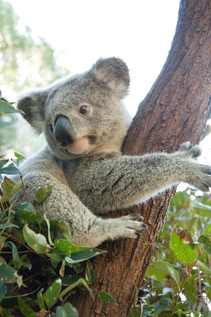 昆士蘭的樹熊©澳洲旅遊局