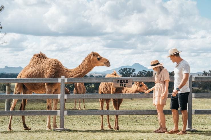 一對男女在哈理斯維爾的Summer Land Camels駱駝農莊餵飼駱駝©昆士蘭旅遊及活動推廣局