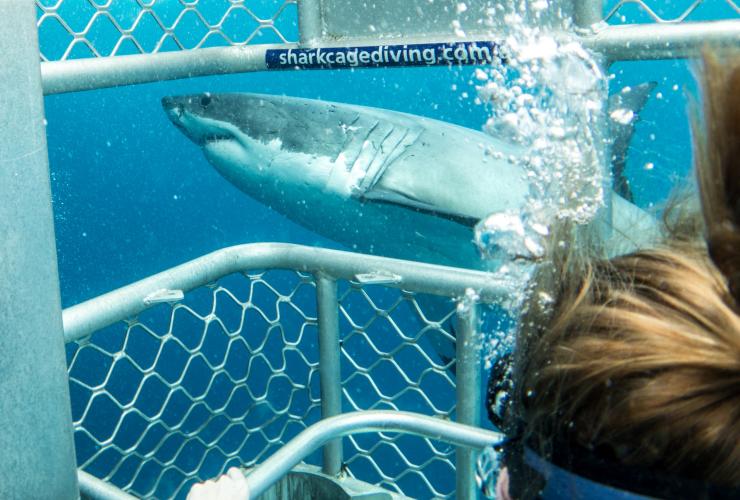 Plongée en cage parmi les requins, Calypso Bay Charters, Neptune Islands, Australie du Sud © Tourism Australia