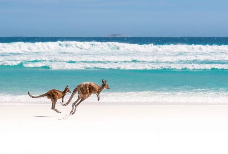 Lucky Bay, Cape Le Grand National Park, Esperance, Australie Occidentale © Tourism Australia