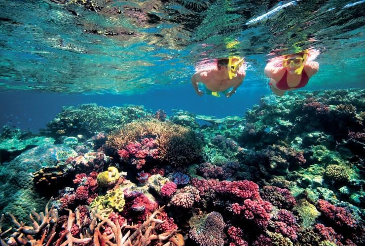 Plongée avec masque et tuba, Agincourt Reef, Grande Barrière de Corail, QLD © Tourism and Events Queensland