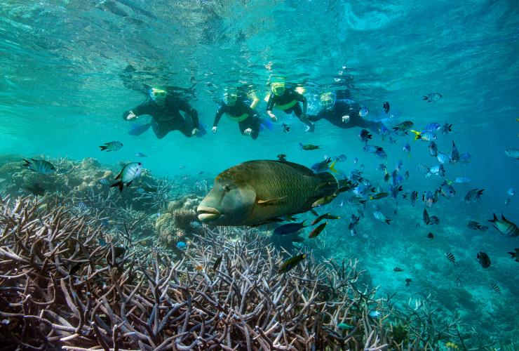 Plongée avec masque et tuba, Grande Barrière de Corail, QLD © Tourism and Events Queensland