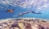 Heron Island, sud de la Grande Barrière de Corail, Queensland © Tourism and Events Queensland