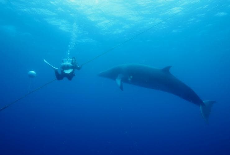 Baignade avec une baleine de Minke naine, QLD © Tourism and Events Queensland