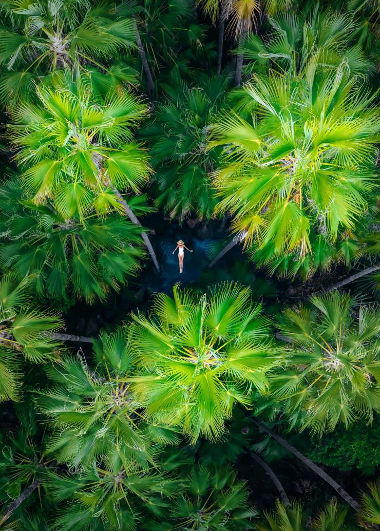 Pemandangan udara seorang wanita yang mengapung di perairan biru Zebedee Springs yang terlihat melalui celah di kanopi pepohonan palem hijau yang semarak di El Questro Wilderness Park, Kimberley, Western Australia © Tourism Australia