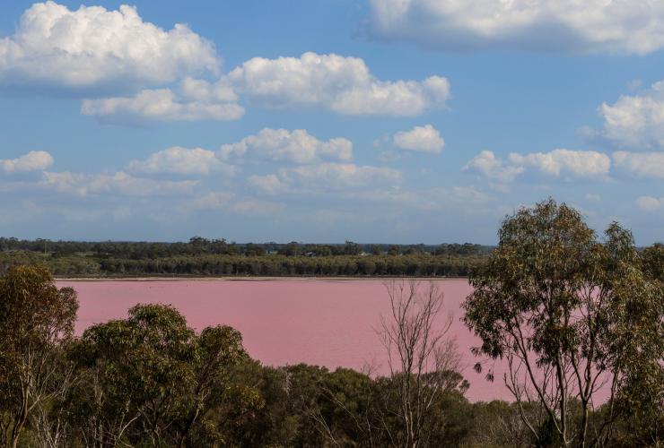Memandang melalui pepohonan ke arah danau merah muda di Dimboola, Victoria © Visit Victoria