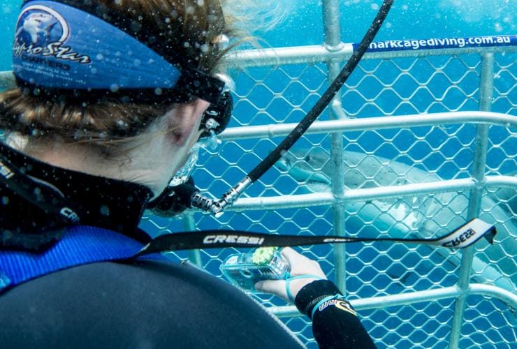 Immersione in gabbia con gli squali, Calypso Bay Charters, Neptune Islands, South Australia © Tourism Australia