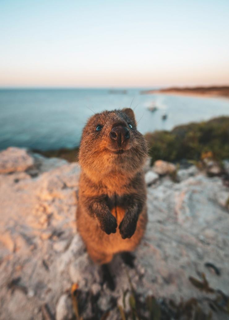 西オーストラリア州、ロットネスト島、クオッカ © James Vodicka