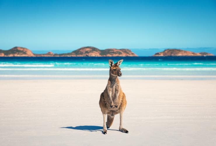 西オーストラリア州、ラッキー・ベイ、カンガルー © Tourism Australia
