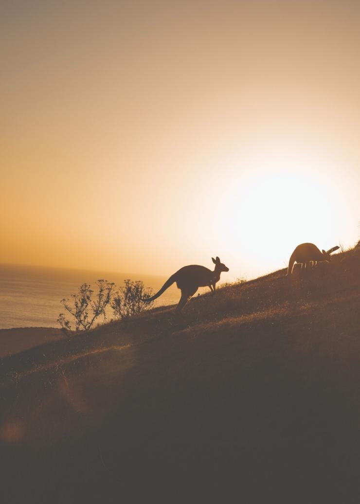 南オーストラリア州、フルリオ半島、ディープ・クリーク国立公園 © Wandering Wilsons