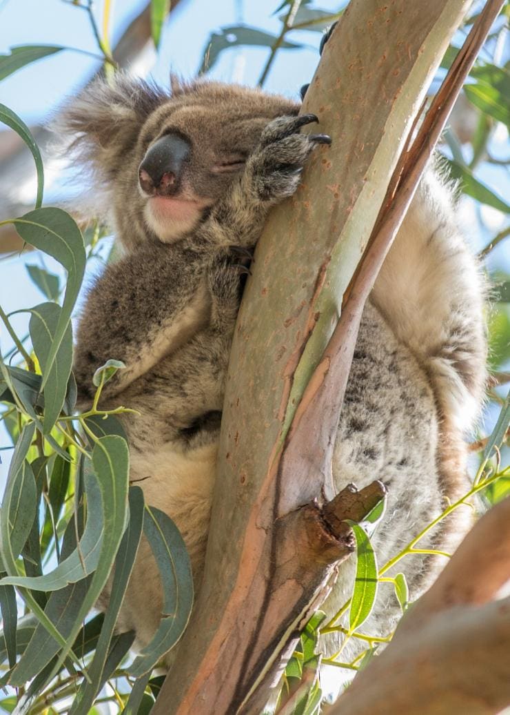 코알라, 핸슨 베이 야생동물 보호구역, 캥거루 아일랜드, 남호주 © 호주정부관광청