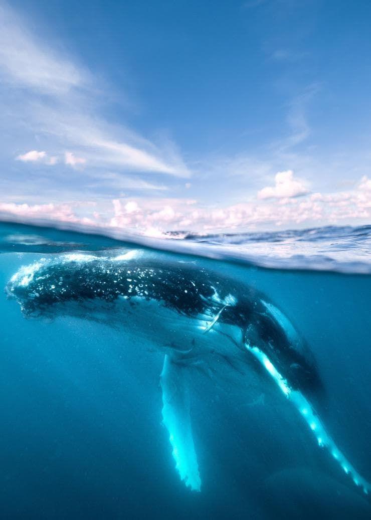 고래와 수영하기, 허비 베이 웨일 워치, 퀸즐랜드 © 퀸즐랜드주 관광청