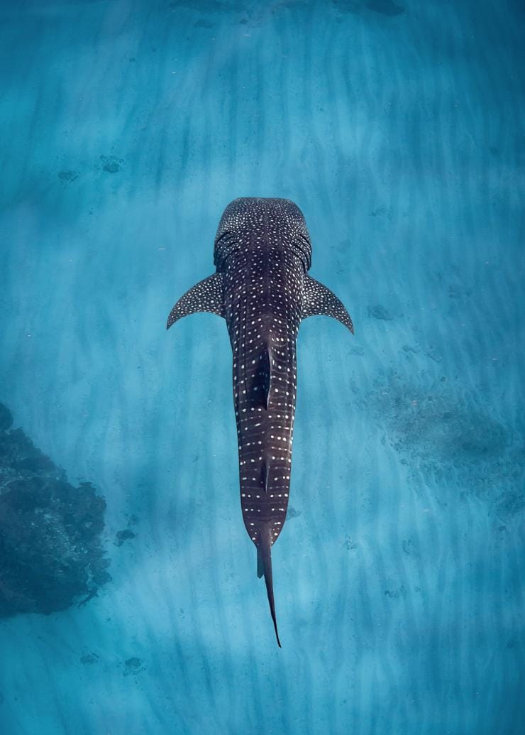 살 살리스 근처, 닝갈루 리프의 맑고 푸른 바다를 헤엄쳐 가는 고래 상어를 위에서 내려다본 모습, 서호주 © 살 살리스 닝갈루 리프