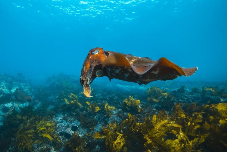 캐비지 트리 베이 해양 보호 구역, 맨리, 뉴사우스웨일스 © 뉴사우스웨일스주 관광청