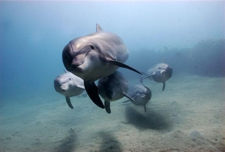 돌고래들, 모닝턴 페닌슐라, 빅토리아 © 빅토리아주 관광청