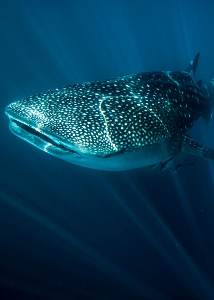 고래 상어, 엑스머스, 서호주 © 호주정부관광청