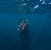 닝갈루 리프에서 즐기는 고래 상어 수영 © 서호주 관광청