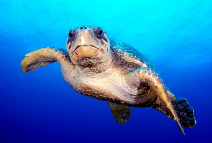 新南威爾士州西南岩的西南岩潛水中心之海龜©西南岩潛水中心