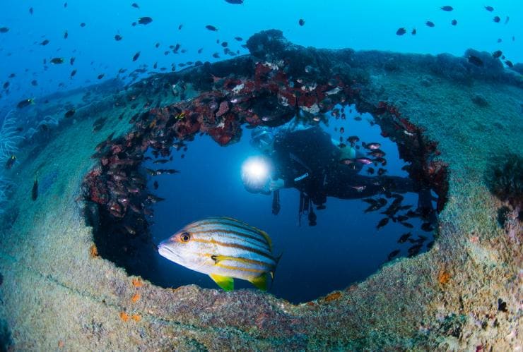 昆士蘭州（Queensland）大堡礁永嘉拉號沉船©昆士蘭旅遊及活動推廣局/Scuba Diver Life