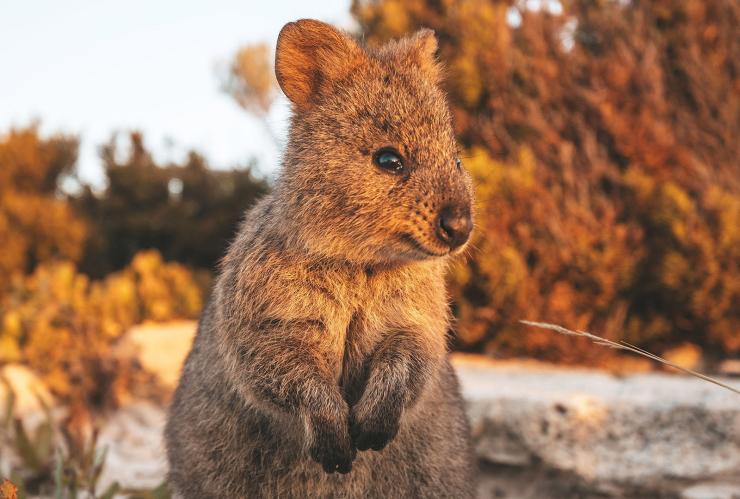 西澳州羅特尼斯島的短尾矮袋鼠©James Fisher