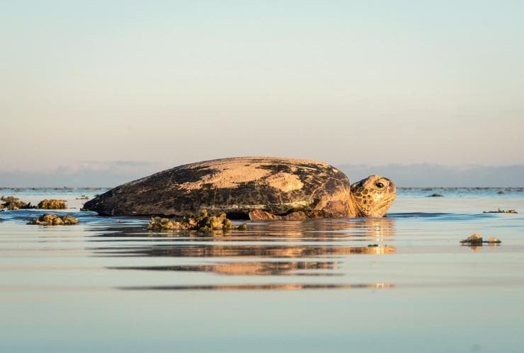 昆士蘭州海龍島的海龜©James Vodicka