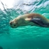 南澳艾爾半島貝爾德灣的與海獅暢泳©南澳旅遊局