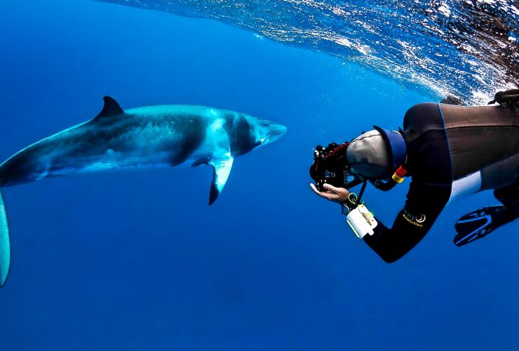昆士蘭州（Queensland）開恩茲麥克柏爾潛水探險團（Mike Ball Dive Expeditions）看到的小鬚鯨©Shae Callaghan