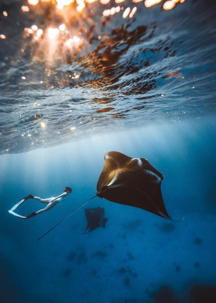 一名女士在昆士蘭州大堡礁的伊利特女士島與魔鬼魚一起浮潛©昆士蘭旅遊及活動推廣局